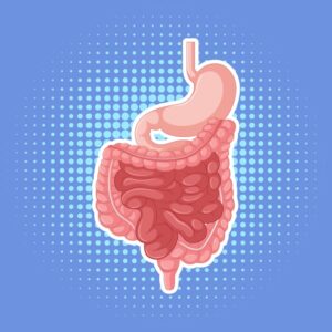 Read more about the article Secrets of Food Digestion : Understanding the Process and Nurturing Your Body with the Right Diet