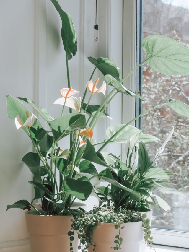 Read more about the article Top 10 Indoor Plants For Clean Air